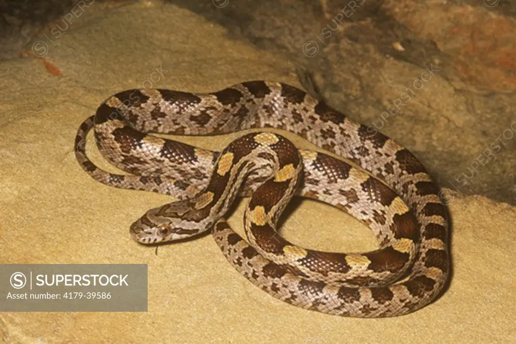 Gray Rat Snake, juvenile (Elaphe obsoleta spiloides) captive
