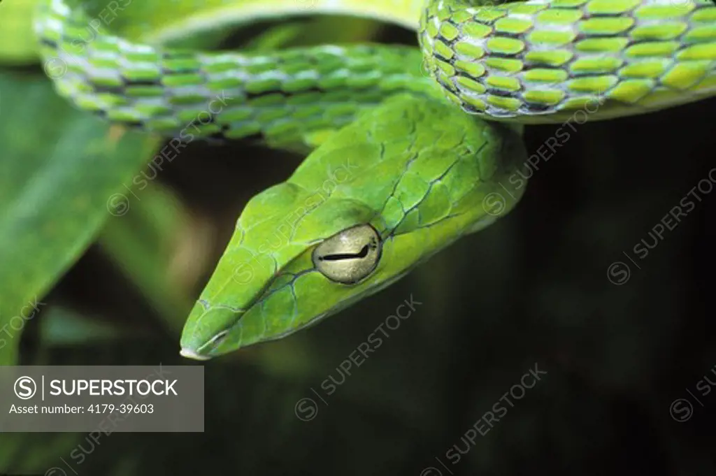 Long-nosed Tree Snake (Ahaetulla prasinus), SE Asia