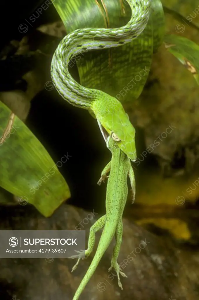 Long-nosed Tree Snake (Ahaetulla prasinus) eating Lizard, Se Asia
