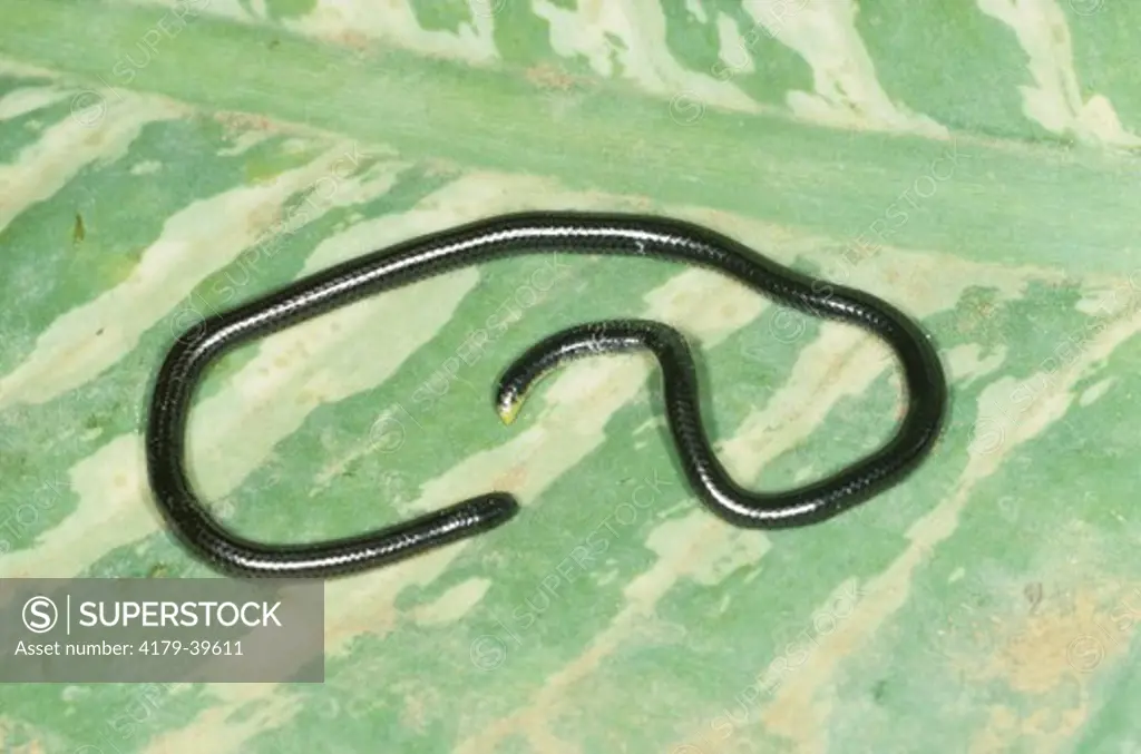Central American Thread Snake (Leptotyphlops goudoti), 4 (full grown) CR