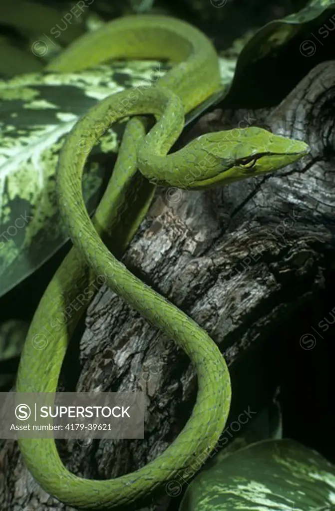 Indian Green Tree Snake (Dryophis nasuta), unusual shape pupil/bifocal vision