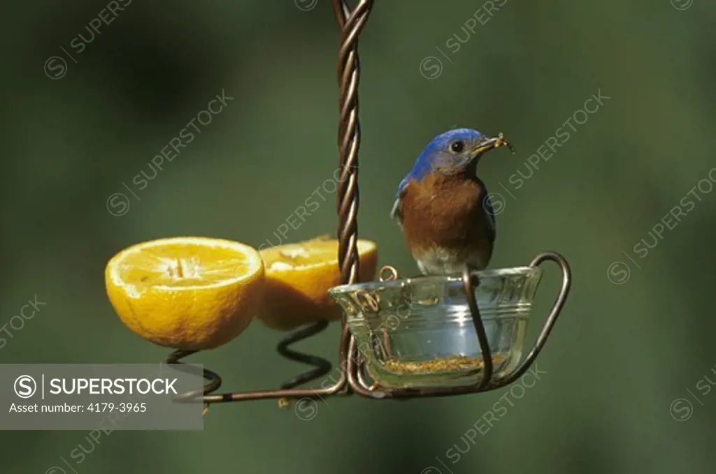 Male Eastern Bluebird on Fruit and Mealworm Feeder, Marion Co., IL (Sialia sialis)