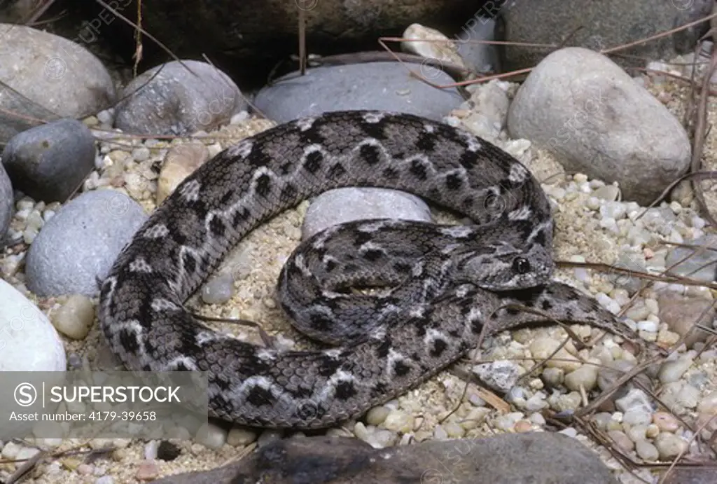 Saw-scaled Viper, Echis carinatus, North Africa and Middle East, Makes hissing sound by rubbing scales together.