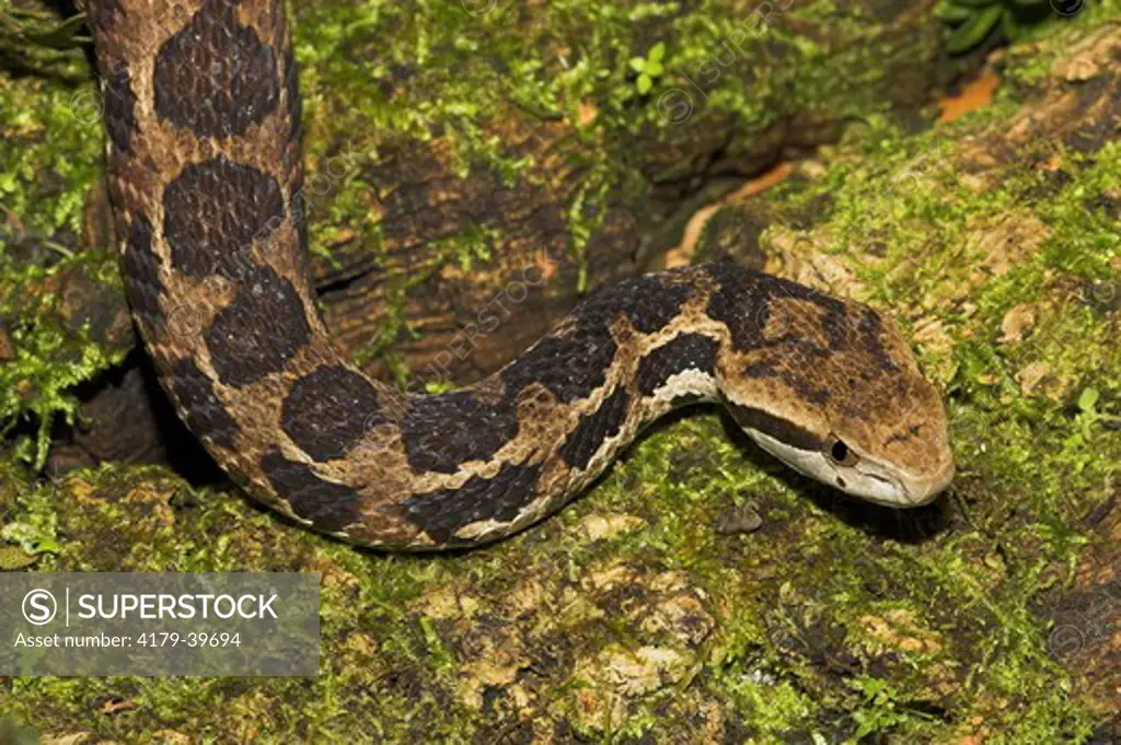 Godman's Viper / Godman's Montane Pitviper (Cerrophidion godmani, Formerly Porthidium godmani) Venomous, 1,400 to 3,500 m elevation, Costa Rica / Range = Mexico to Panama