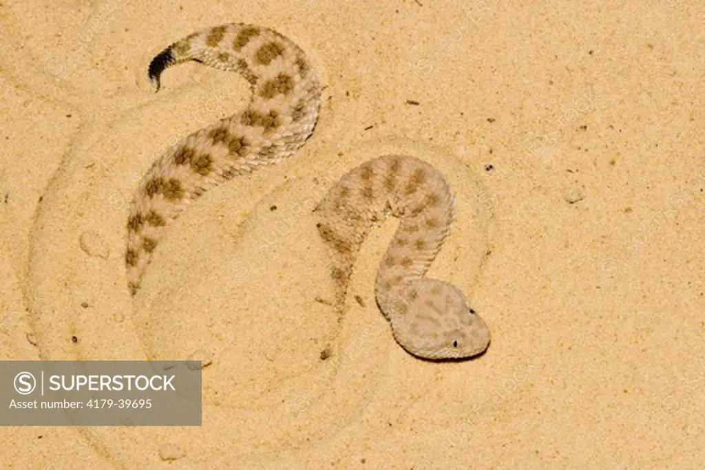 Sahara Sandviper (Cerastes vipera) burying itself in the sand.  Ambush Predator.  Venomous.  Sahara Desert, north Africa.