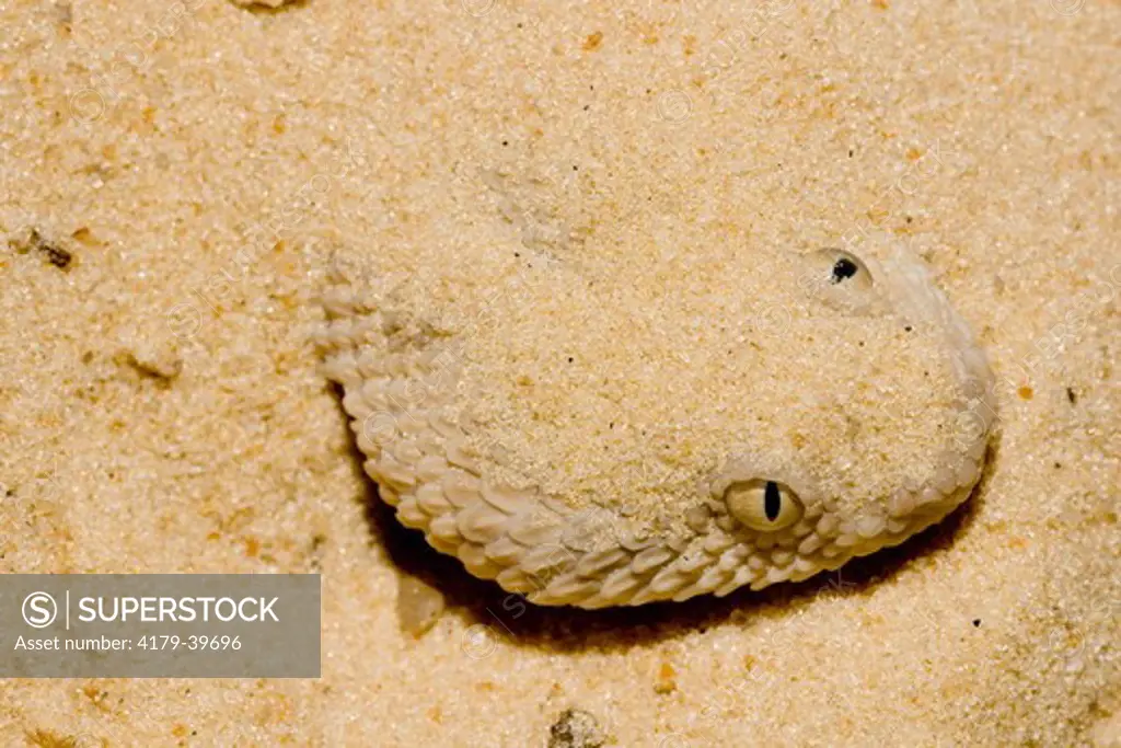 Sahara Sandviper (Cerastes vipera) lies in wait with all but its head buried in the sand.  Ambush Predator with eyes located on top of its flattened head.  Venomous.  Sahara Desert, north Africa.