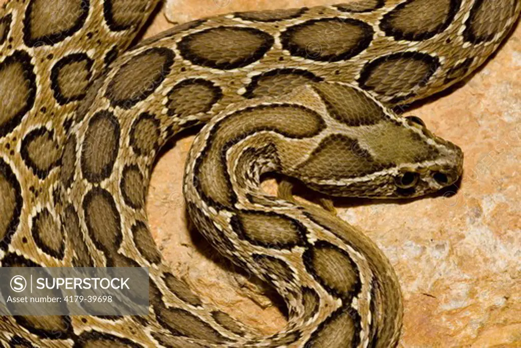 Russell's Viper (Daboia r. russellii / Syn.: Vipera r. russellii) Venomous.  Subspecies Range = Indo-China (India, Sri Lanka, Myanmar, Thailand, Bangladesh, Cambodia, China, Taiwan, Java, Komodo, & Flores).