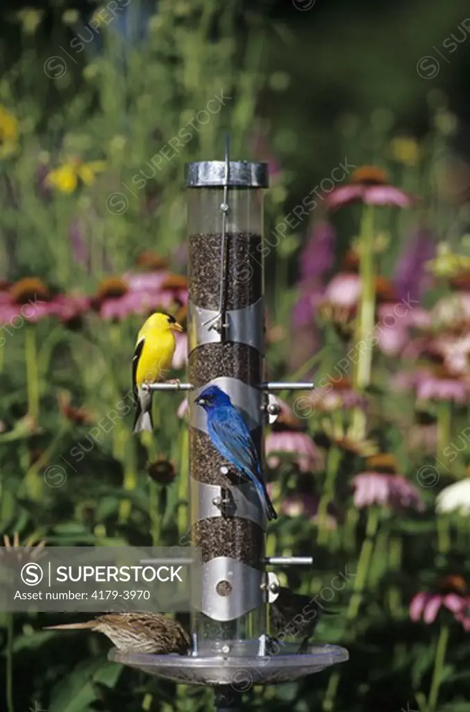 Nyjer/Thistle Tube Feeder w Am. Goldfinch, Indigo Bunting, Song Sparrow, IL