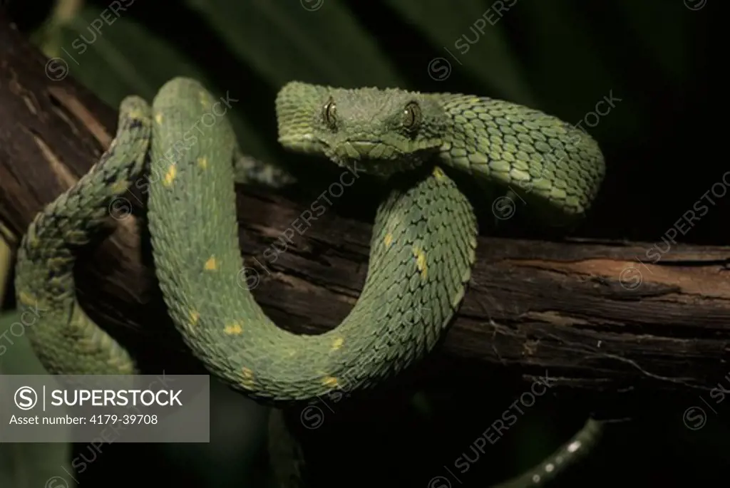 African Bush Viper (Atheris squamigera) Central Africa,  Rough Scaled