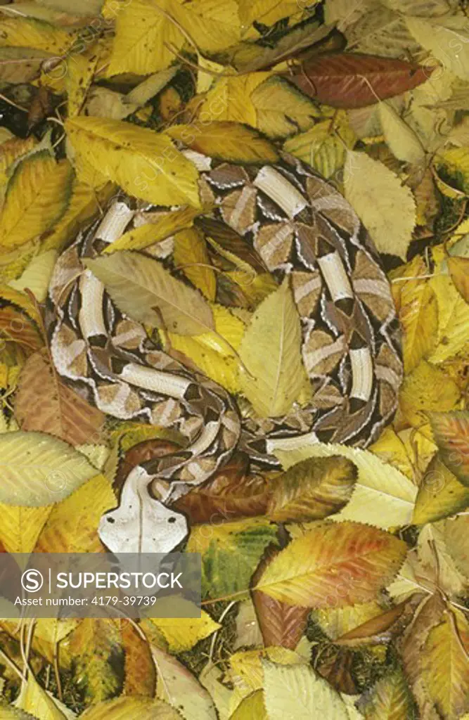 Gaboon Viper showing camouflage in Leaves (Biis gabonica)