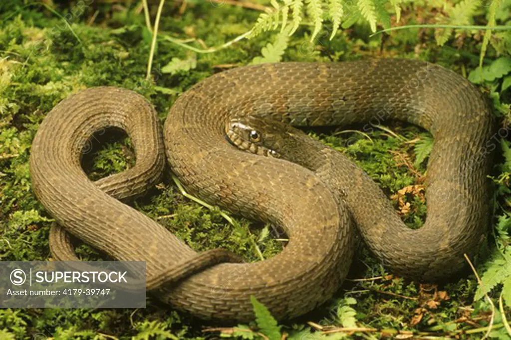 Northern Water Snake (Nerodia sipedon), PA