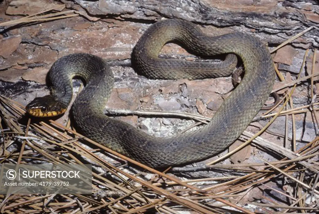 Redbelly Water Snake (Nerodia e. erythrogaster) NC, North Carolina