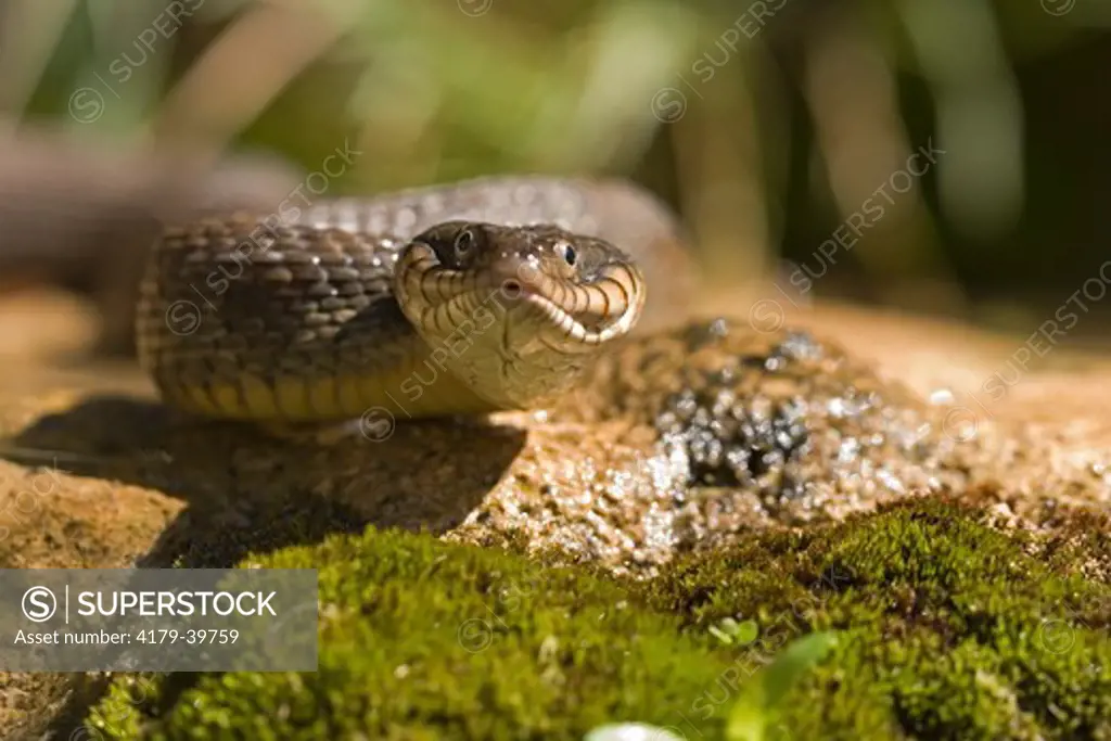 Blotched Watersnake (Nerodia erythrogaster transversa) in Texas Hill Country, Comfort Texas