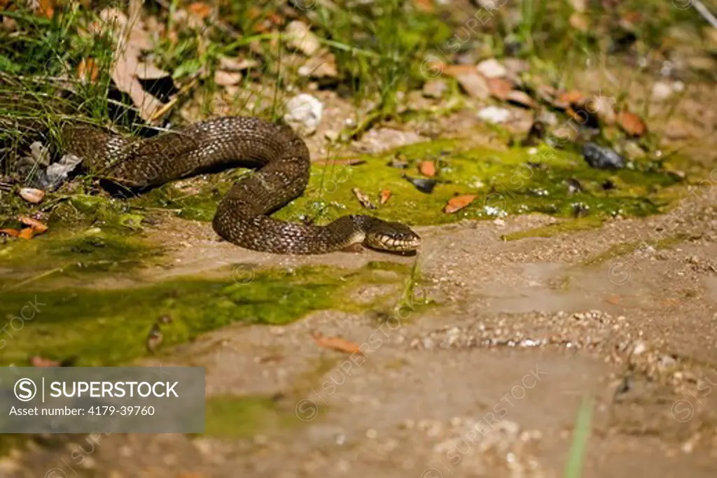 Blotched Watersnake (Nerodia erythrogaster transversa) in Texas Hill Country, Comfort Texas