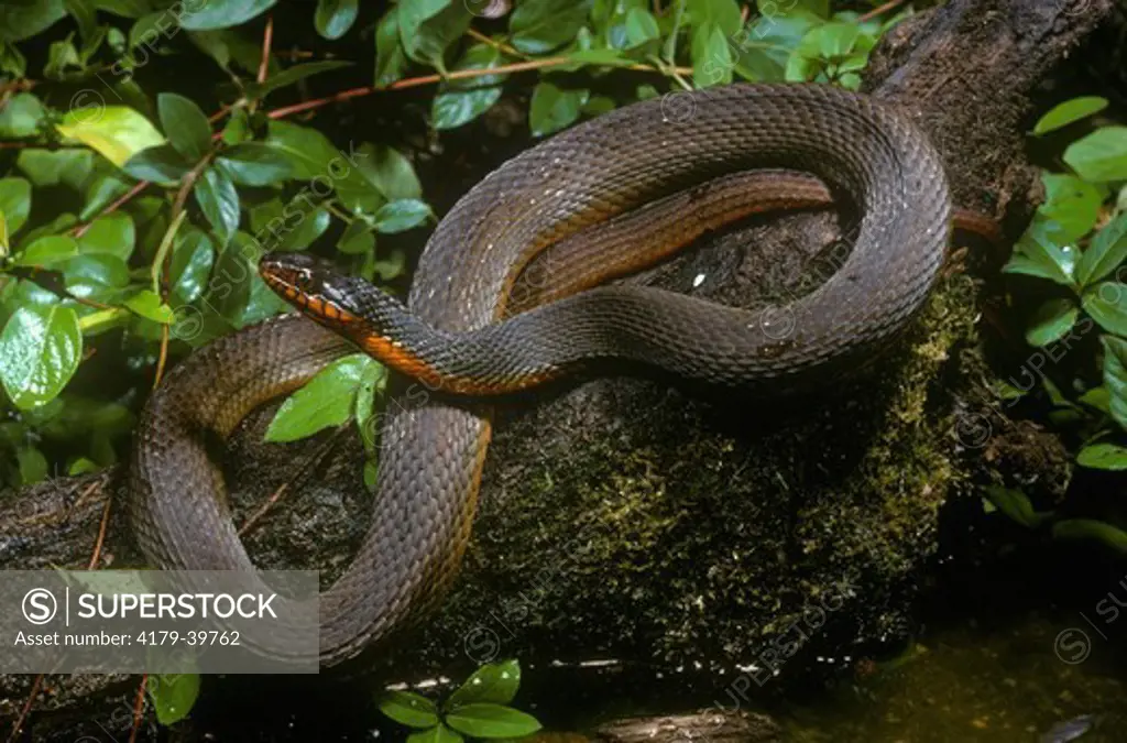 Red-Bellied Water Snake (Nerodia e erythrogaster)