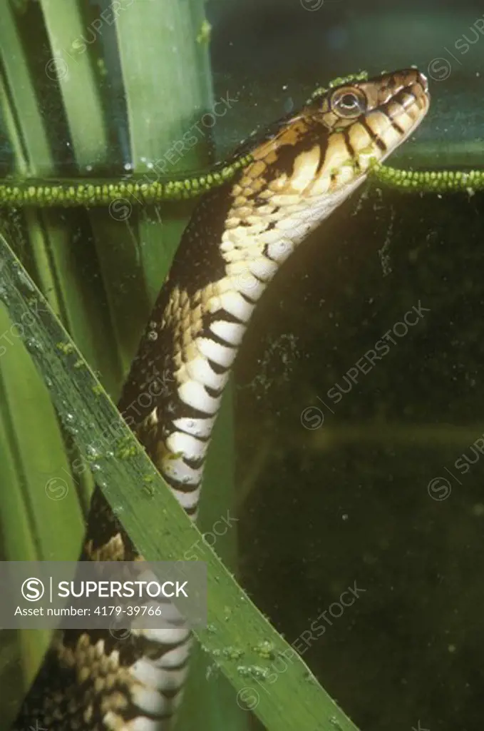 Florida Banded Water Snake (Nerodia fasciata pictiventris) In Cattails