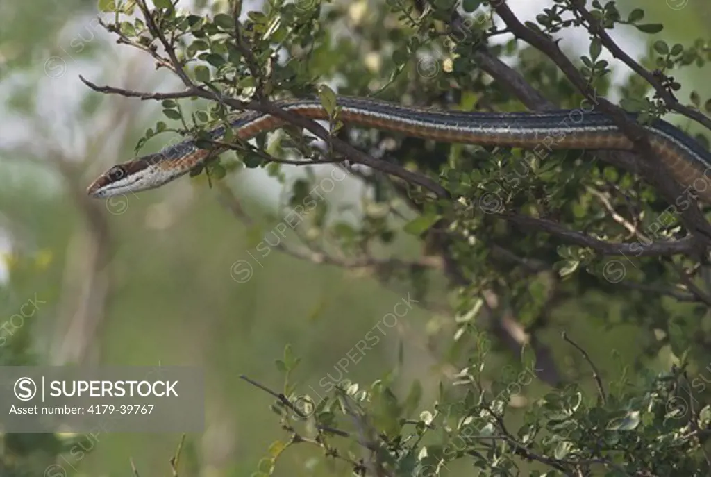 Striped Whipsnake (Masticophis taeniatus), sub sp. Schott's, TX, Texas