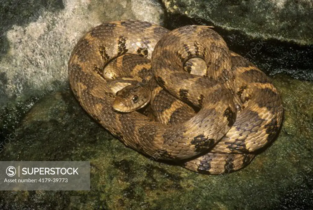 Northern Water Snake (Nerodia s. sipedon), IC, Houston Co., MN