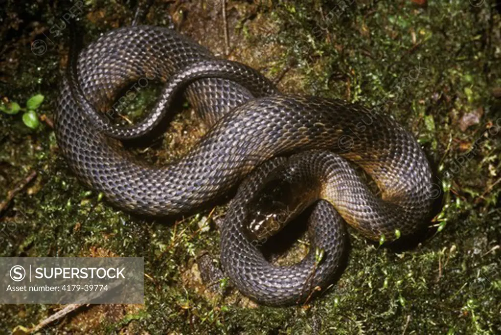 Mississippi Green Water Snake (Nerodia cyclopion) Union Co., Illinois