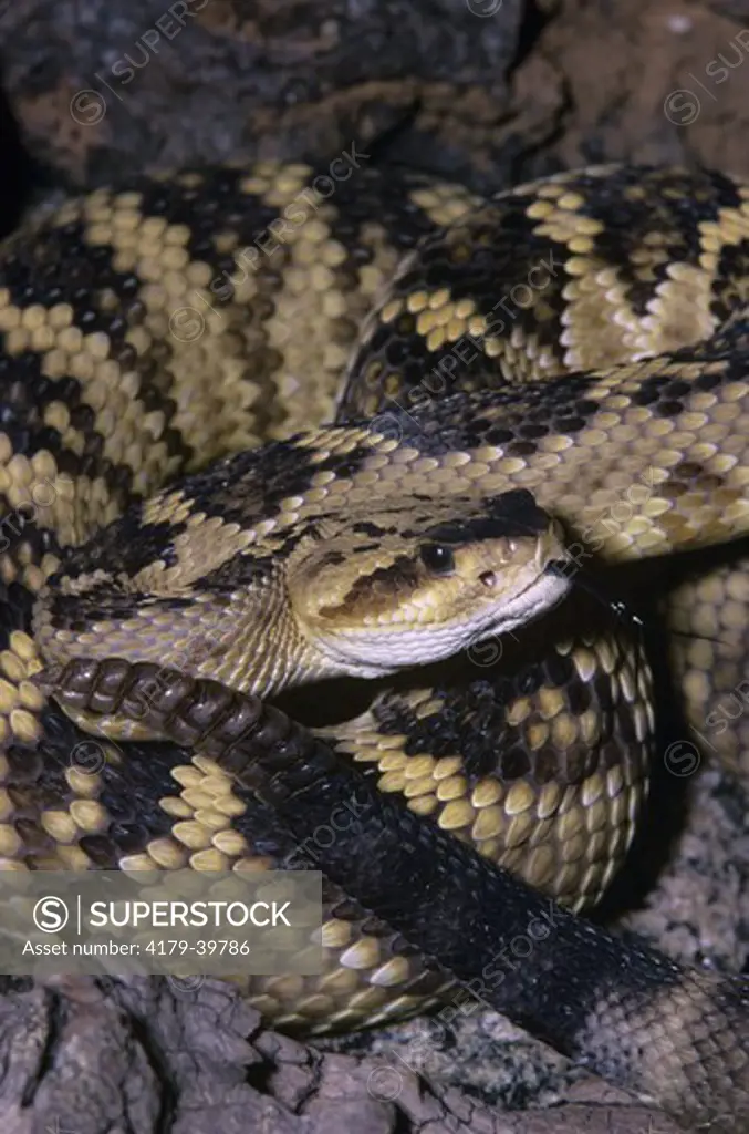 Black-tailed Rattler (Crotalus molossus)