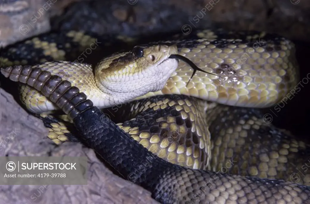 Black-Tailed Rattlesnake (Crotalus molossus)