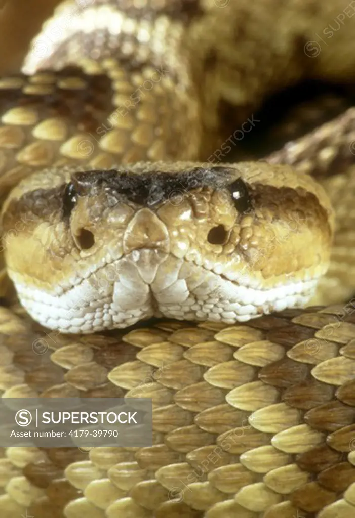 Black-tailed Rattlesnake (Crotalus molossus) SE Arizona