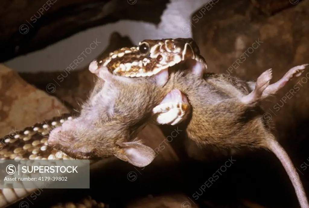 So. American Cascabel Rattlesnake Feeding on Mouse (Crotalus durissus terrificus)