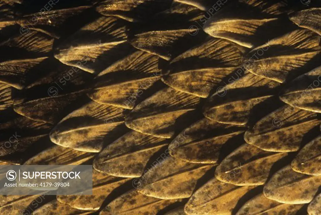 Scales of W. Diamondback Rattler (Crotalus atrox), Western KS