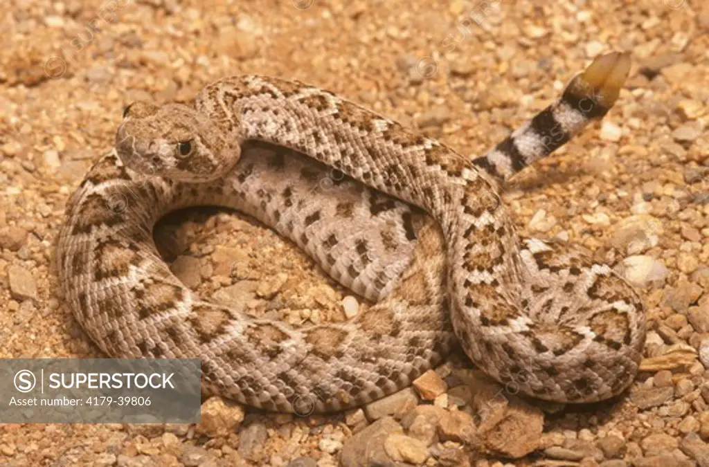 Western Diamondback Rattlesnake Baby (Crotalus atrox), AZ, Arizona, young