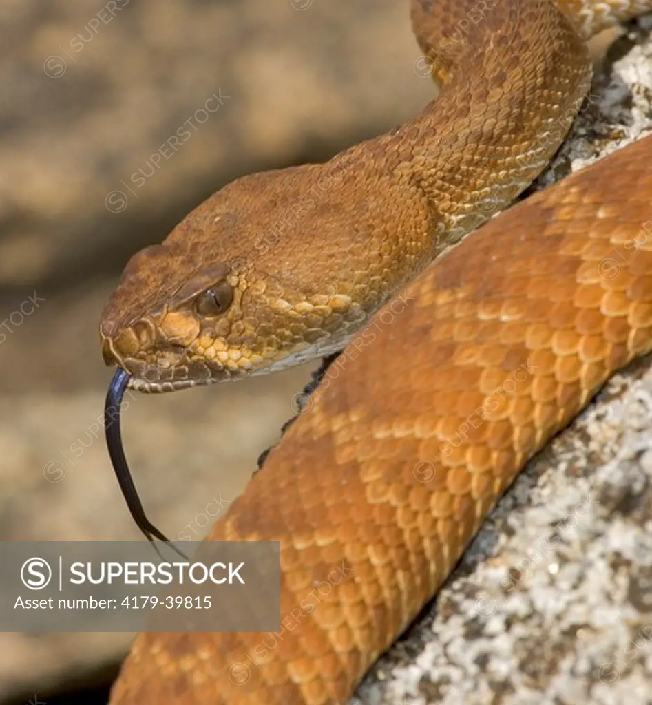 Red Diamond Rattlesnake (Crotalus ruber) Riverside County, California, USA