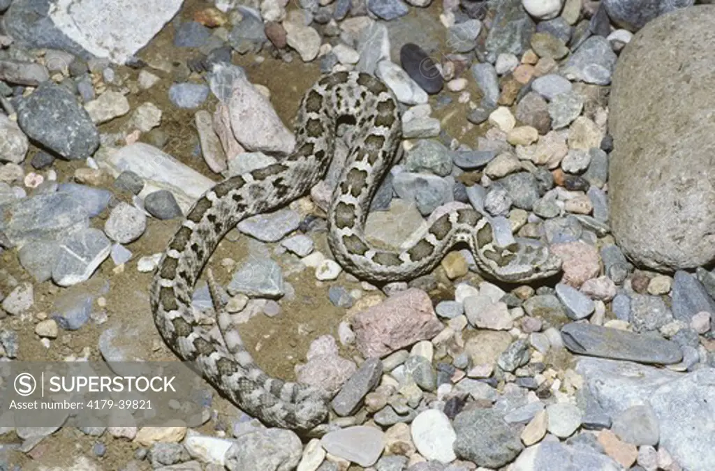 Queretaro Dusky Rattlesnake (Crotalus aquilus), Mexico