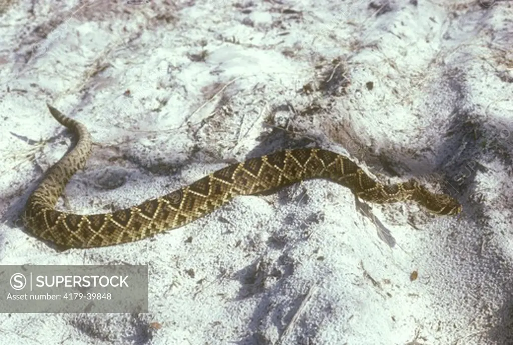 Eastern Diamondback Rattlesnake (Crotalus adamanteus) Georgia