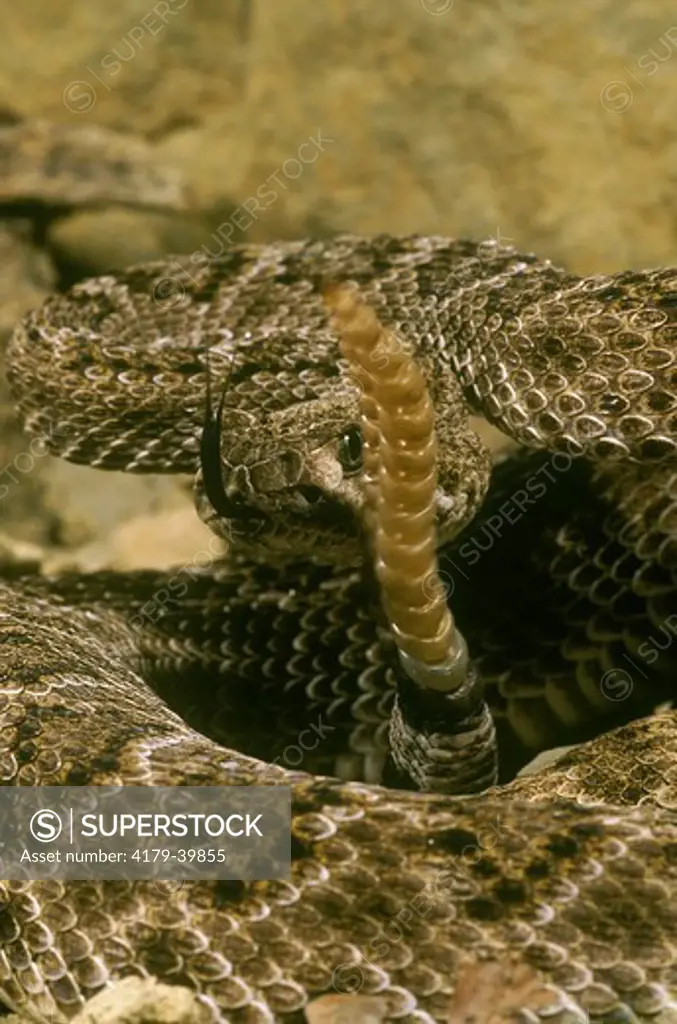 Western Diamondback Rattlesnake (Crotalus atrox), venomous. S.W. Texas