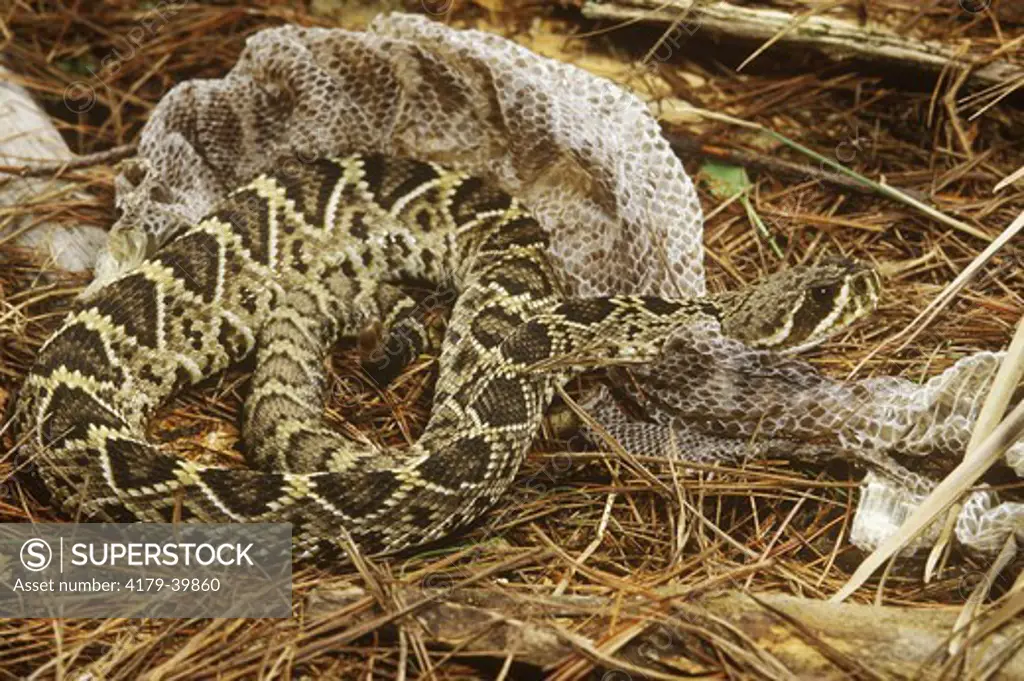 Diamondback Rattlesnake (Crotalus adamanteus) shedding skin