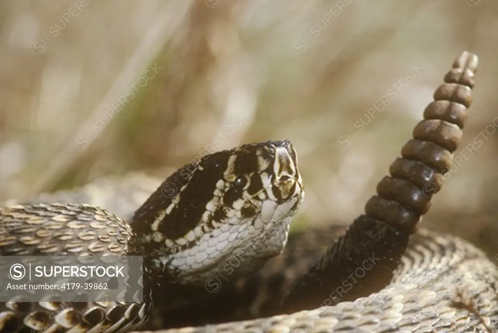 Eastern Diamondback Rattlesnake (Cotalus adamanteus) Big Cypress NP/Florida