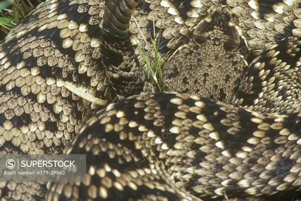 Eastern Diamondback Rattlesnake (Crotalus adamanteus) Everglades NP/Florida