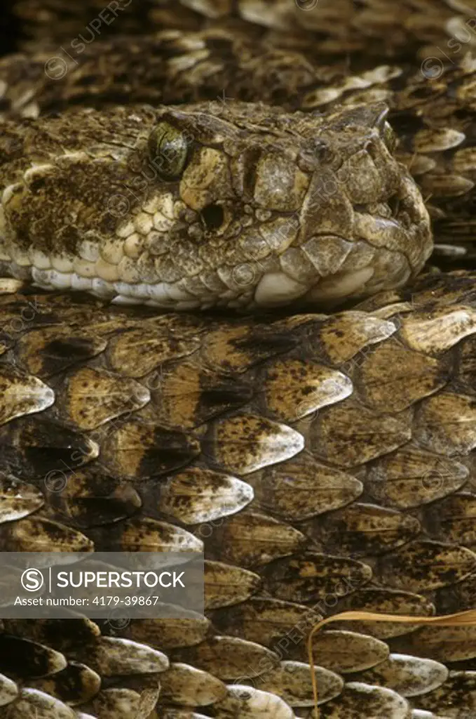 W. Diamondback Rattlesnake (Crotalus atrox), Rio Grande, TX