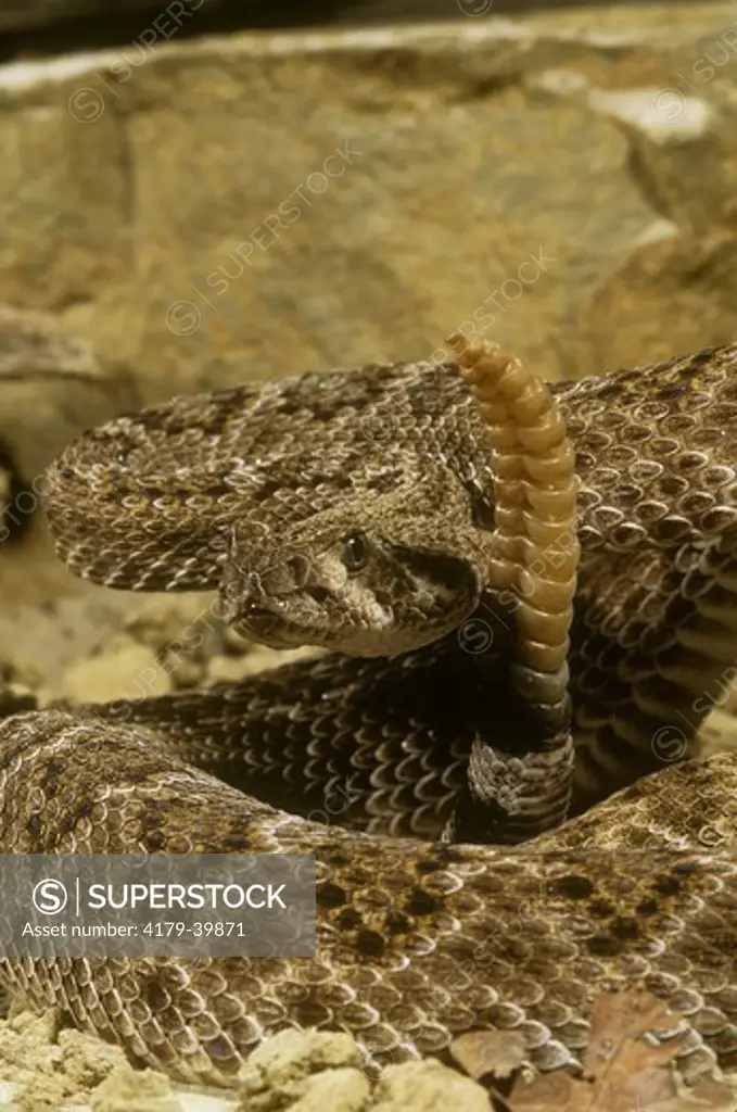 Rattlesnake, W. Diamondback (Crotalus atrox) venomous,  Ven./ S.W. USA Texas