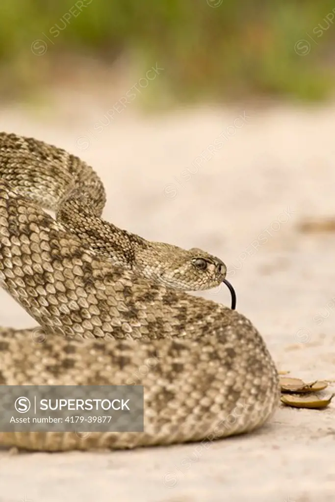 Western Diamondback Rattlesnake (Crotalus atrox) Welder Flats, TX