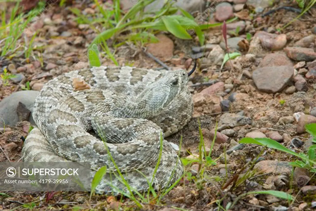 Western Prairie Rattlesnake (Crotalus v. viridis) coiled and ready to strike Western prairies to evergreen forest. Controlled situation