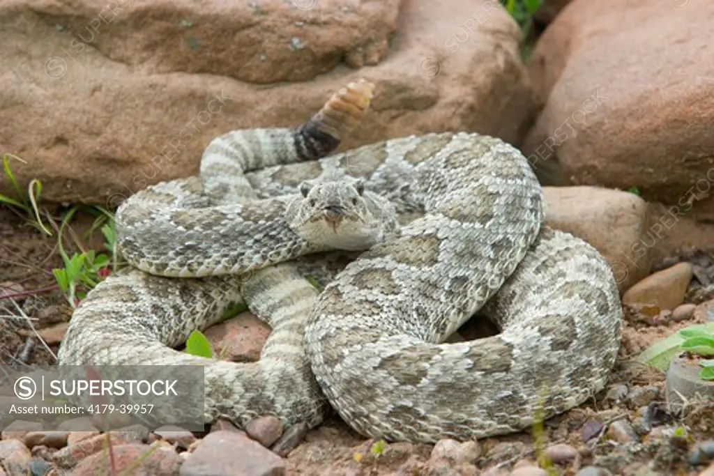 Western Prairie Rattlesnake (Crotalus v. viridis) coiled and ready to strike showing rattler  Western prairies to evergreen forest. Controlled situation