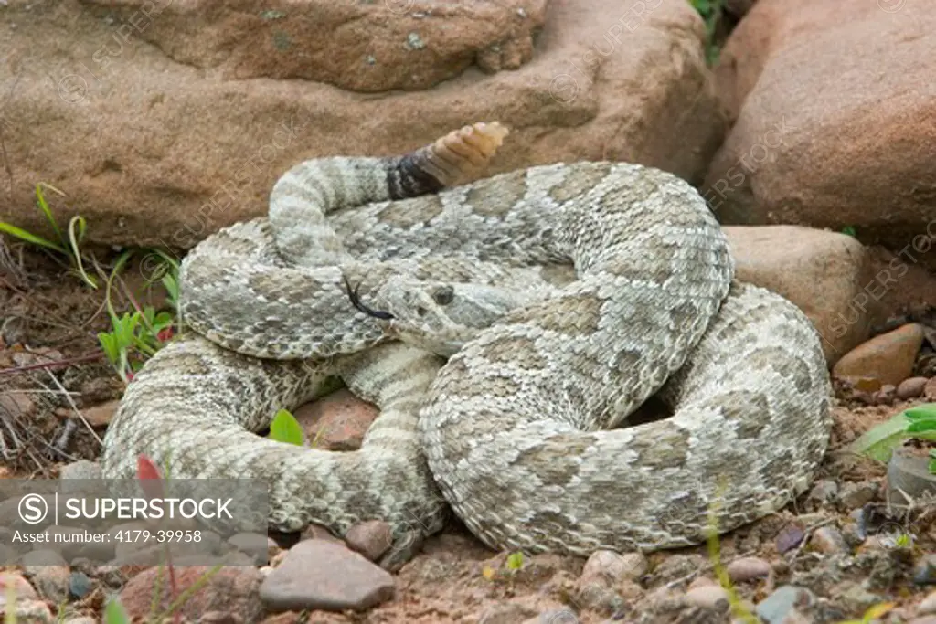 Western Prairie Rattlesnake (Crotalus v. viridis)  coiled and ready to strike showing rattler  Western prairies to evergreen forest Controlled situation