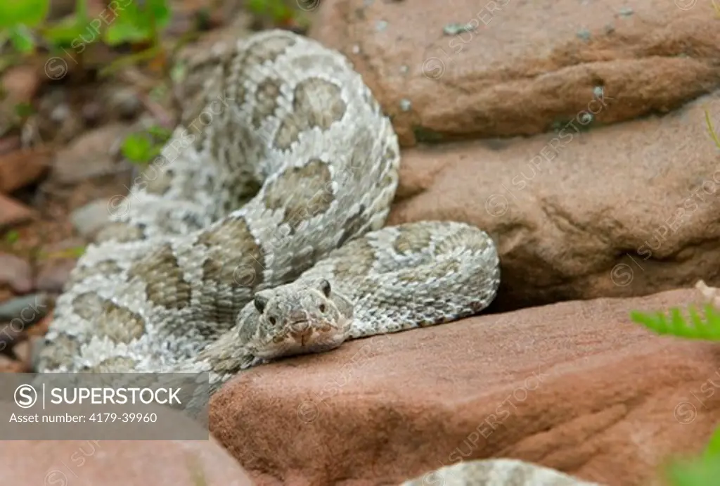 Western Prairie Rattlesnake (Crotalus v. viridis) on rocks Western prairies to evergreen forest Controlled situation