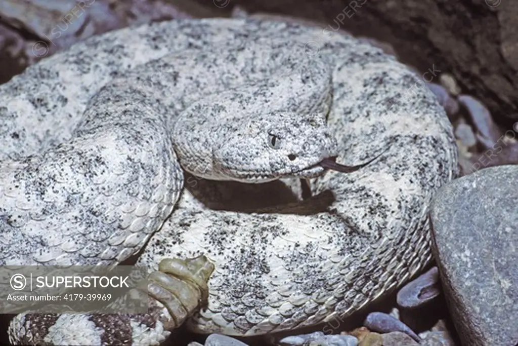 Speckled Rattlesnake (Crotalus mitchelli), SW US & Baja