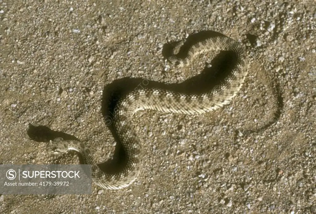 Mohave Desert Sidewinder (Crotalus cerastes cerastes) Kern Co. California