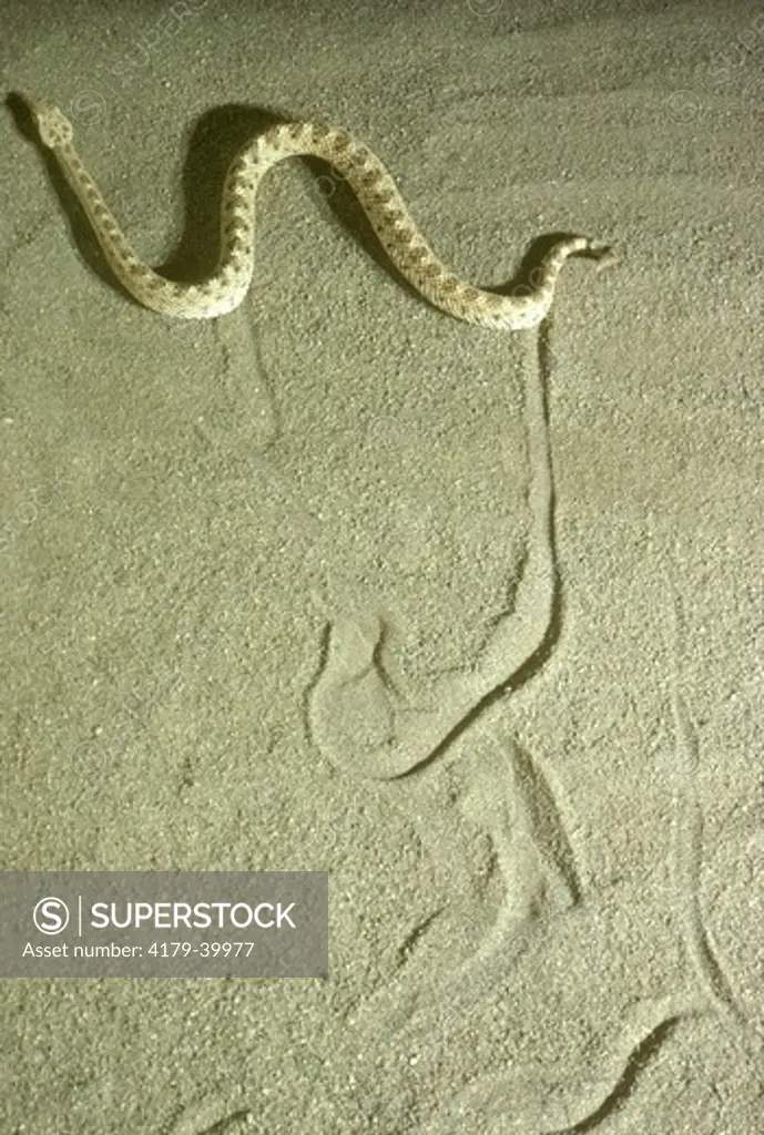 Sidewinder Rattlesnake (Crotalus cerastes)  Leaving Tracks in Sand