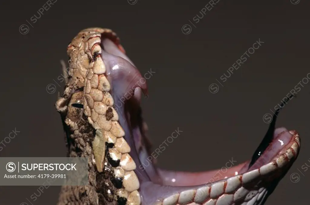 Rattlesnake, Sidewinder (Crotalus cerastes) Showing Fangs, Sonoran Desert, Arizona