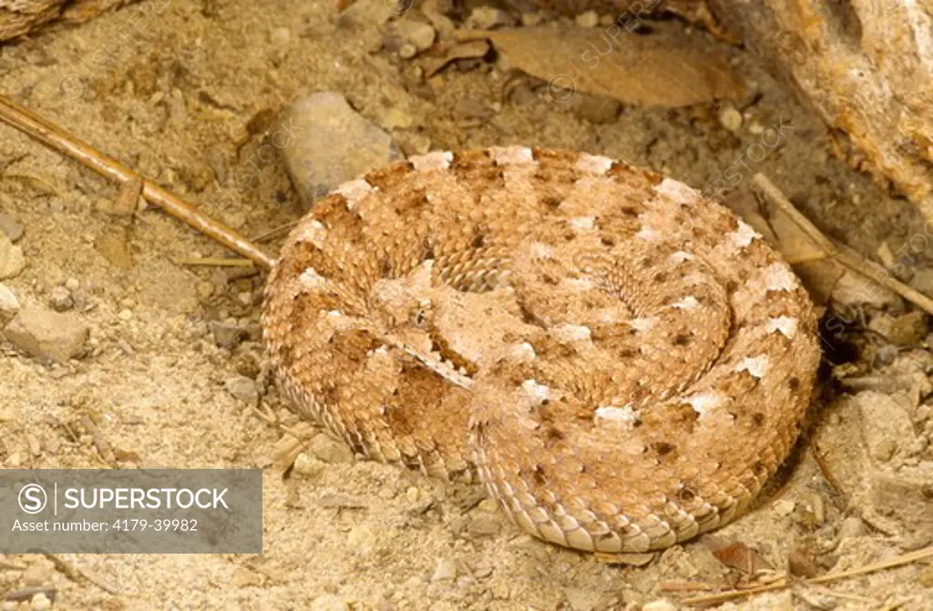 Sidewinder Rattlesnake (Crotalus cerastes), Southern CA, California