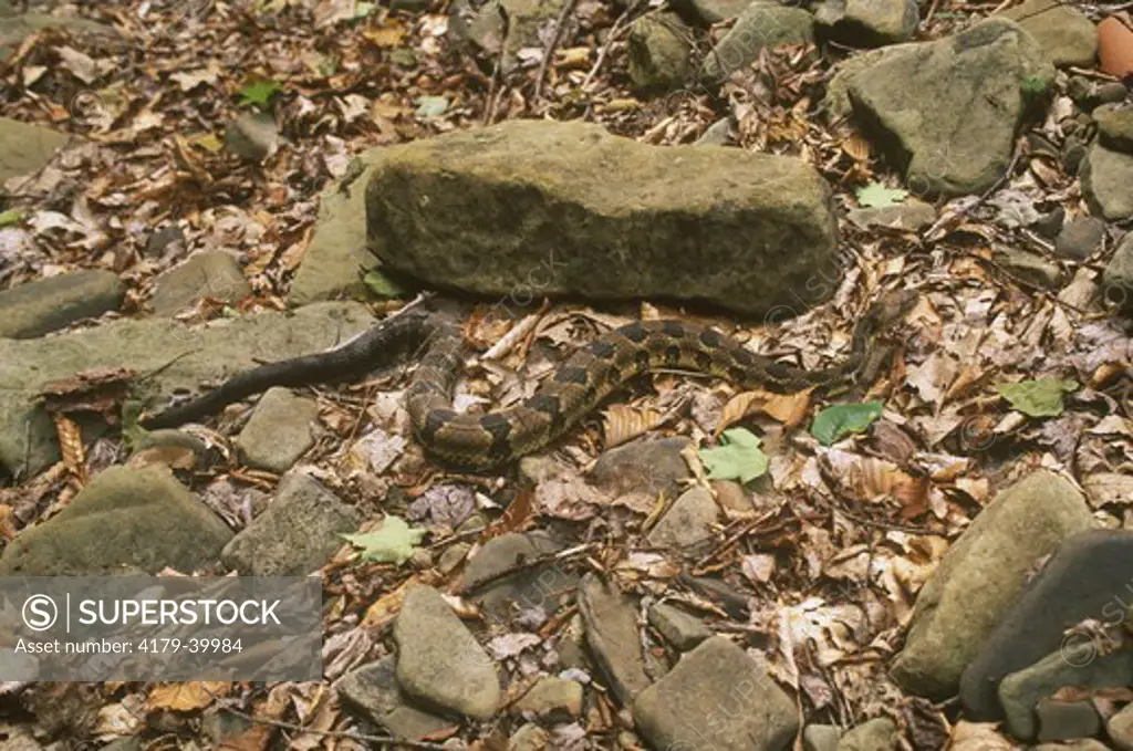 Timber Rattlesnake (Crotalus h. horridus)