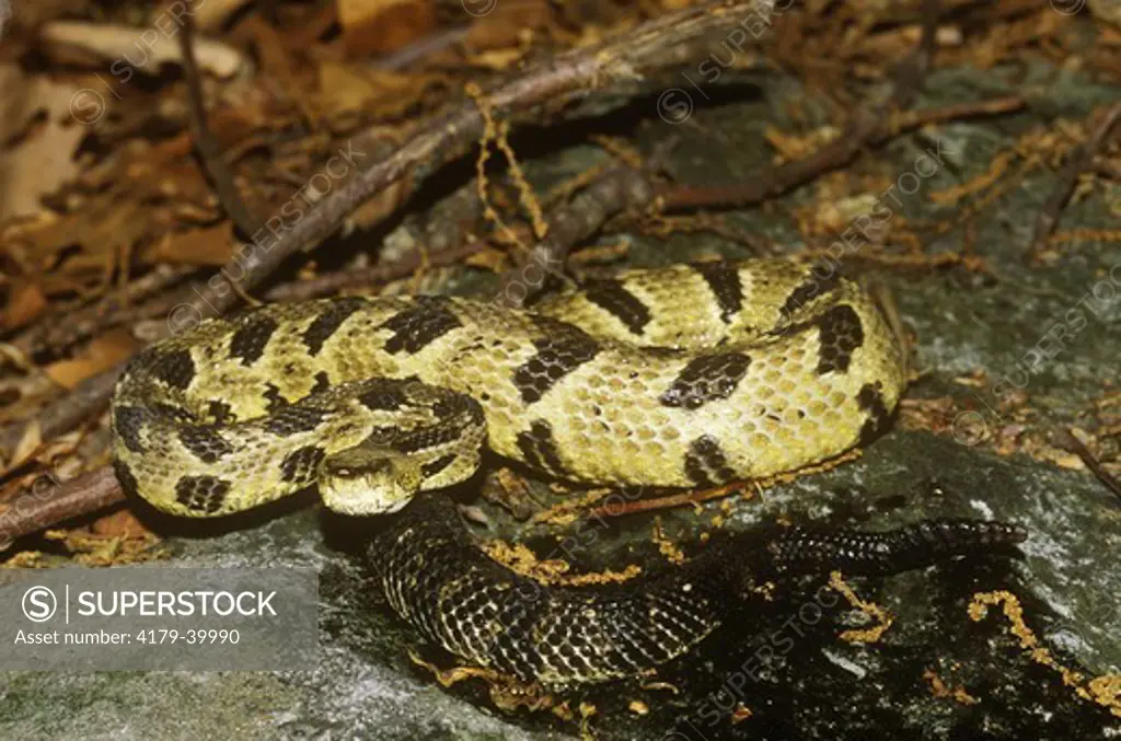 Timber Rattlesnake (Crotalus horridus) Blue Ridge Mountains
